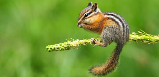Little Chipmunk 3D Wallpaper pc screenshot Little Chipmunk 3D Wallpaper pc screenshot