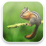Little Chipmunk 3D Wallpaper icon