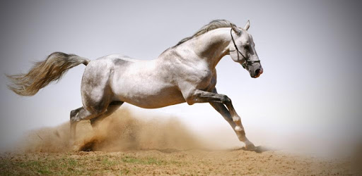 Horse 4K Video Live Wallpaper pc screenshot Horse 4K Video Live Wallpaper pc screenshot