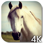 Horse 4K Video Live Wallpaper icon