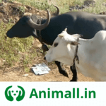 गाय भैंस wala पशुमेला - Animall app icon