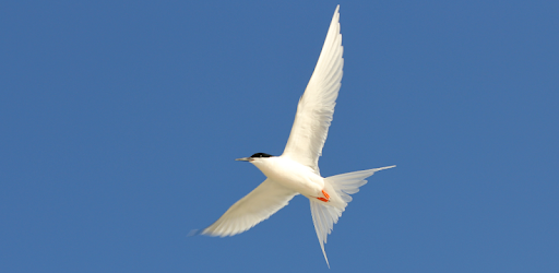 Australian Birds Guide pc screenshot