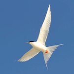 Australian Birds Guide icon