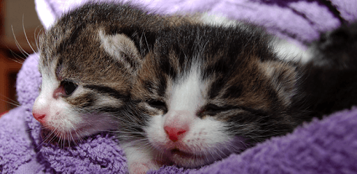 Pet Adopter - Adopt pets direct from people nearby pc screenshot Pet Adopter - Adopt pets direct from people nearby pc screenshot