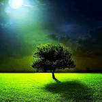 Moon & tree live wallpaper icon