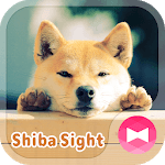 Cute Wallpaper Shiba Sight Theme icon