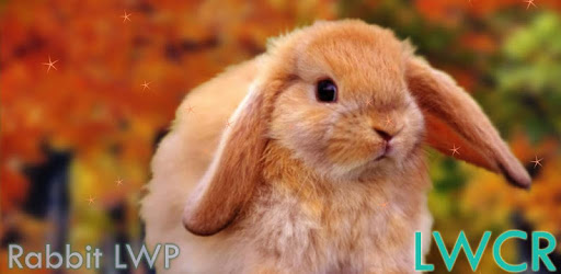 rabbit live wallpaper pc screenshot rabbit live wallpaper pc screenshot