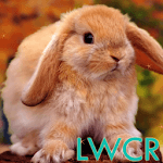 rabbit live wallpaper icon