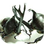 Beetle Wars icon