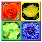 Cami Hexa icon