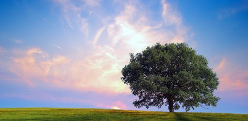 Nature sounds - Ecosounds Lite pc screenshot