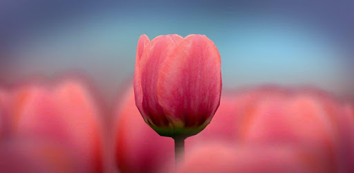 3D Tulip Live Wallpaper Free pc screenshot 3D Tulip Live Wallpaper Free pc screenshot