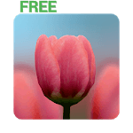 3D Tulip Live Wallpaper Free icon