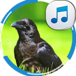 Sounds of Crows icon