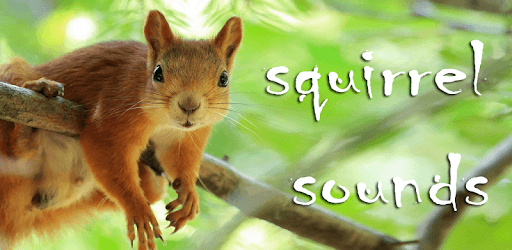 Sounds of Squirrels pc screenshot Sounds of Squirrels pc screenshot