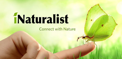 iNaturalist pc screenshot