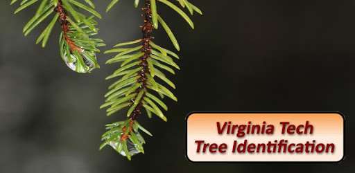 Virginia Tech Tree ID pc screenshot