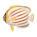 ThatQuiz icon