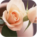 1004 Flowers Live Wallpapers icon