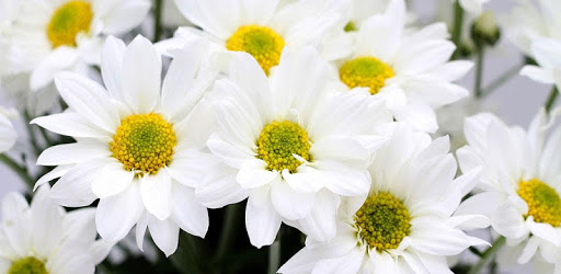 1017 Flowers Live Wallpapers pc screenshot 1017 Flowers Live Wallpapers pc screenshot