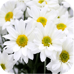 1017 Flowers Live Wallpapers icon