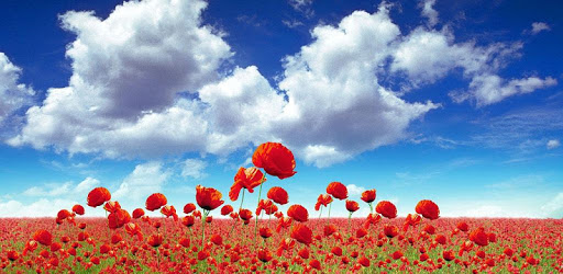 1023 Flowers Live Wallpapers pc screenshot 1023 Flowers Live Wallpapers pc screenshot