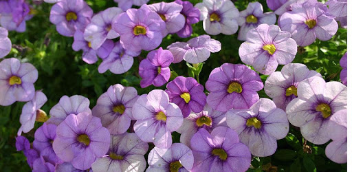 1025 Flowers Live Wallpapers pc screenshot 1025 Flowers Live Wallpapers pc screenshot