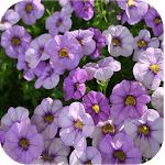 1025 Flowers Live Wallpapers icon