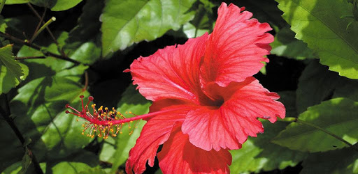 1028 Flowers Live Wallpapers pc screenshot 1028 Flowers Live Wallpapers pc screenshot