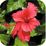 1028 Flowers Live Wallpapers icon