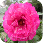 1031 Flowers Live Wallpapers icon