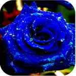1047 Flowers Live Wallpapers icon