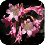 1054 Flowers Live Wallpapers icon
