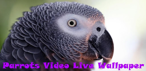 Parrots Video Live Wallpaper pc screenshot Parrots Video Live Wallpaper pc screenshot