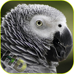 Parrots Video Live Wallpaper icon