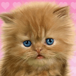 Baby Cat, Cute Live Wallpaper icon