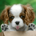 Licking puppy, licking cat icon