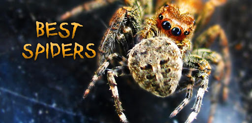 Best Spiders pc screenshot