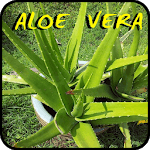 Medicinal healing plants icon