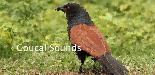 Coucal Sounds ~ Sboard.pro pc screenshot Coucal Sounds ~ Sboard.pro pc screenshot