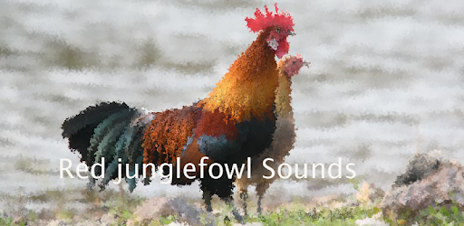 Red junglefowl Sounds ~ Sboard.pro pc screenshot Red junglefowl Sounds ~ Sboard.pro pc screenshot