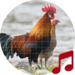 Red junglefowl Sounds ~ Sboard.pro icon