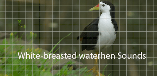 White-breasted waterhen Sounds ~ Sboard.pro pc screenshot White-breasted waterhen Sounds ~ Sboard.pro pc screenshot