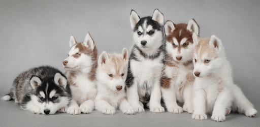 Little Puppy Video Wallpaper pc screenshot Little Puppy Video Wallpaper pc screenshot