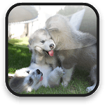 Little Puppy Video Wallpaper icon