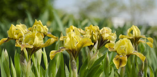 Iris Flowers Live Wallpaper FREE pc screenshot Iris Flowers Live Wallpaper FREE pc screenshot