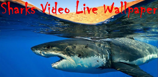 Sharks Video Live Wallpaper pc screenshot Sharks Video Live Wallpaper pc screenshot