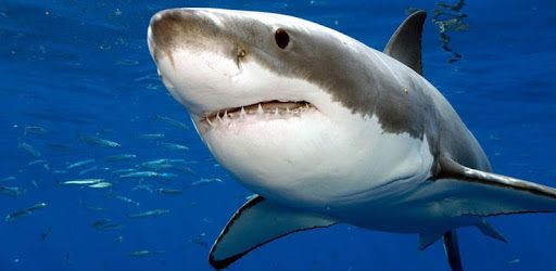 Sharks. Video Wallpaper pc screenshot