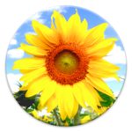 How To Be Happy Quotes icon