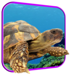 Turtle 3D Live Wallpaper icon